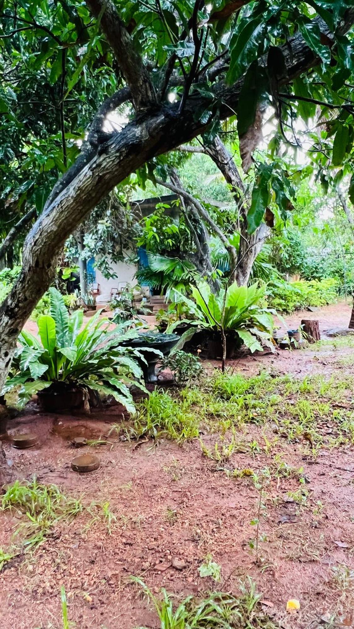 Kataragama Homestay Exteriér fotografie