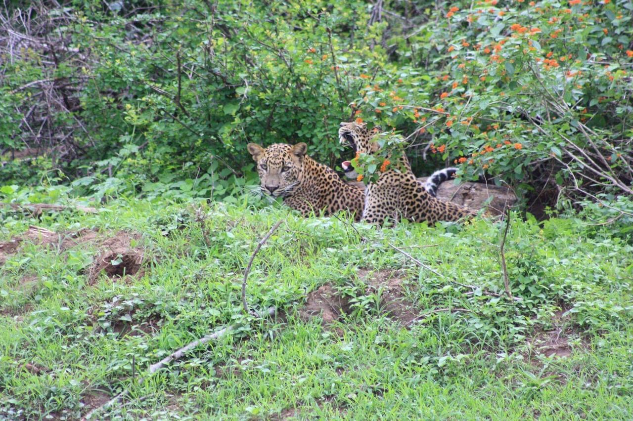 Kataragama Homestay Exteriér fotografie